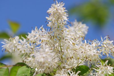 Fraxinus ornus - jasan manový (zimnář) - detail květu (2)